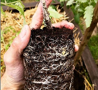 La Plantation Des Tomates Pas A Pas En Video