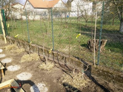 Fermier Cultiver Des Terres Dans Le Jardin Avec Outils à La Main.  Assouplissement Du Sol. Concept De Jardinage. Travaux Agricoles Photo stock  - Image du cultivation, fermier: 270298374