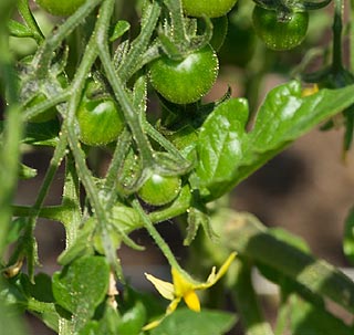 planta de tomate en crecimiento