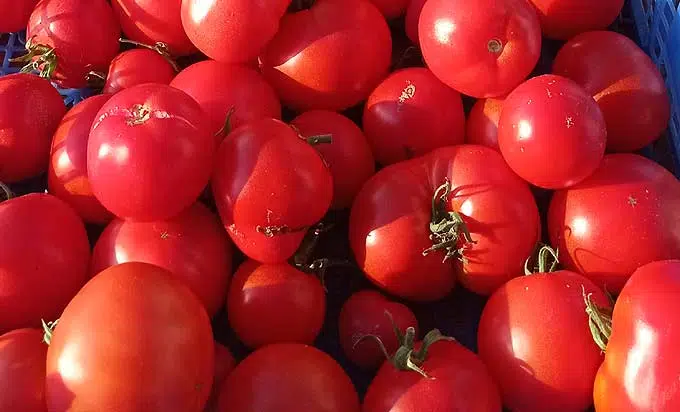 Tomate cerise : plantation, entretien - Côté Maison