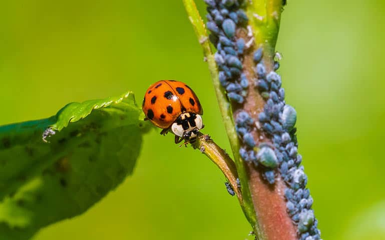 Pourquoi la coccinelle est elle utile au jardin potager