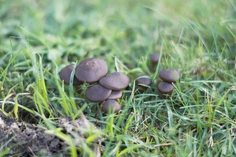 Pourquoi il y a des champignons dans mon jardin ?