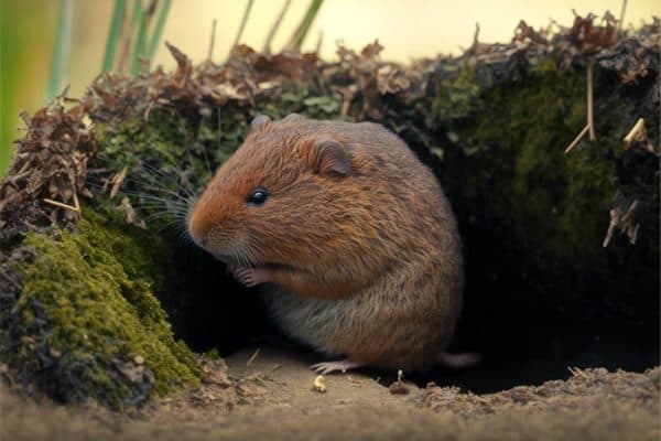 Rat Taupier Ou Campagnol Terrestre Comment Sen Débarrasser