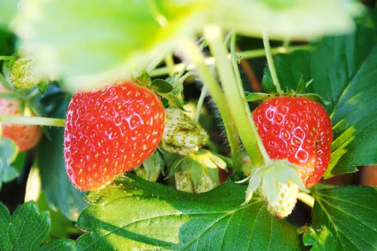 Trois méthodes simples pour créer une tour à fraisiers verticale