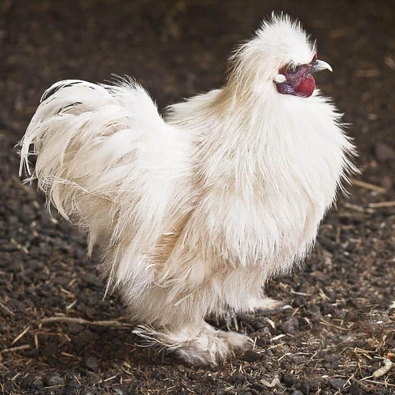 Comment Choisir La Meilleure Race De Poules Pour Le Poulailler