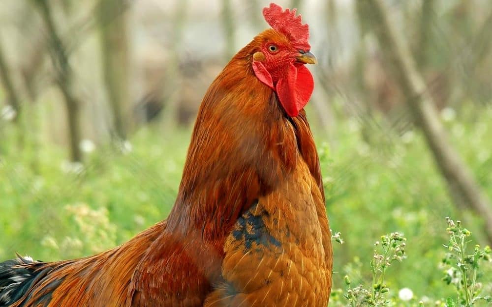 Faut il un coq dans son poulailler Avantages et inconvenients Autour Du Potager