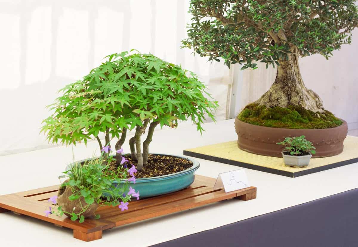 Entretien hivernal du bonsaï d'intérieur