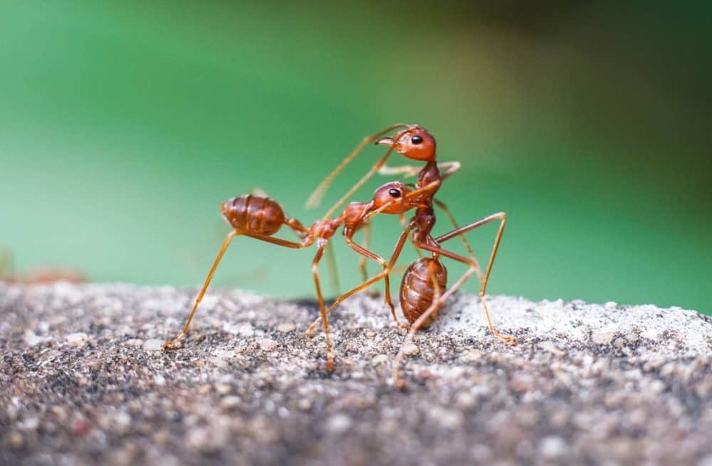 La fourmi de feu, l'une des espèces les plus invasives au monde