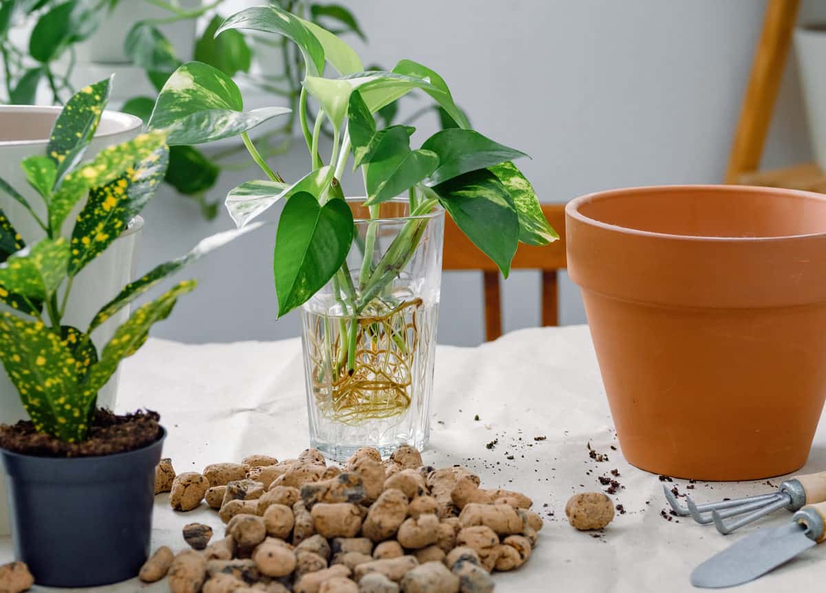 Bouture en eau : le secret pour multiplier vos plantes sans dépenser un sou  !