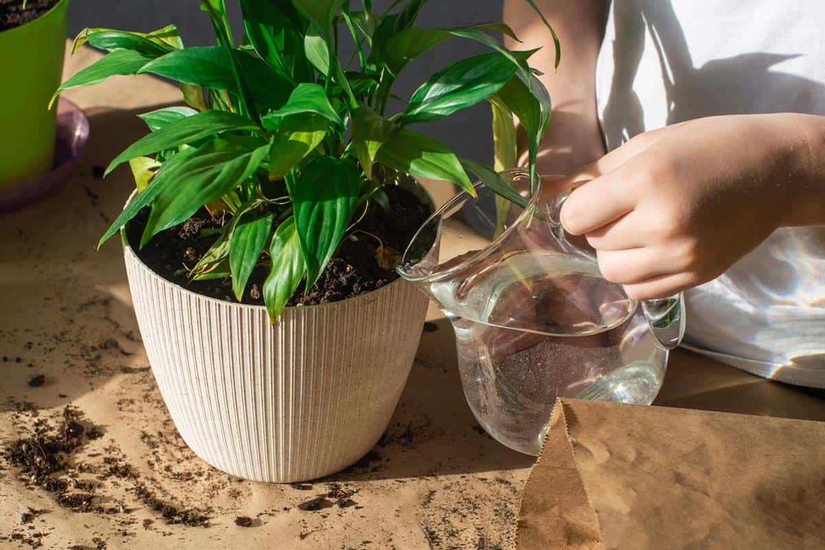 L'arrosage des plantes en pot - Promesse de Fleurs