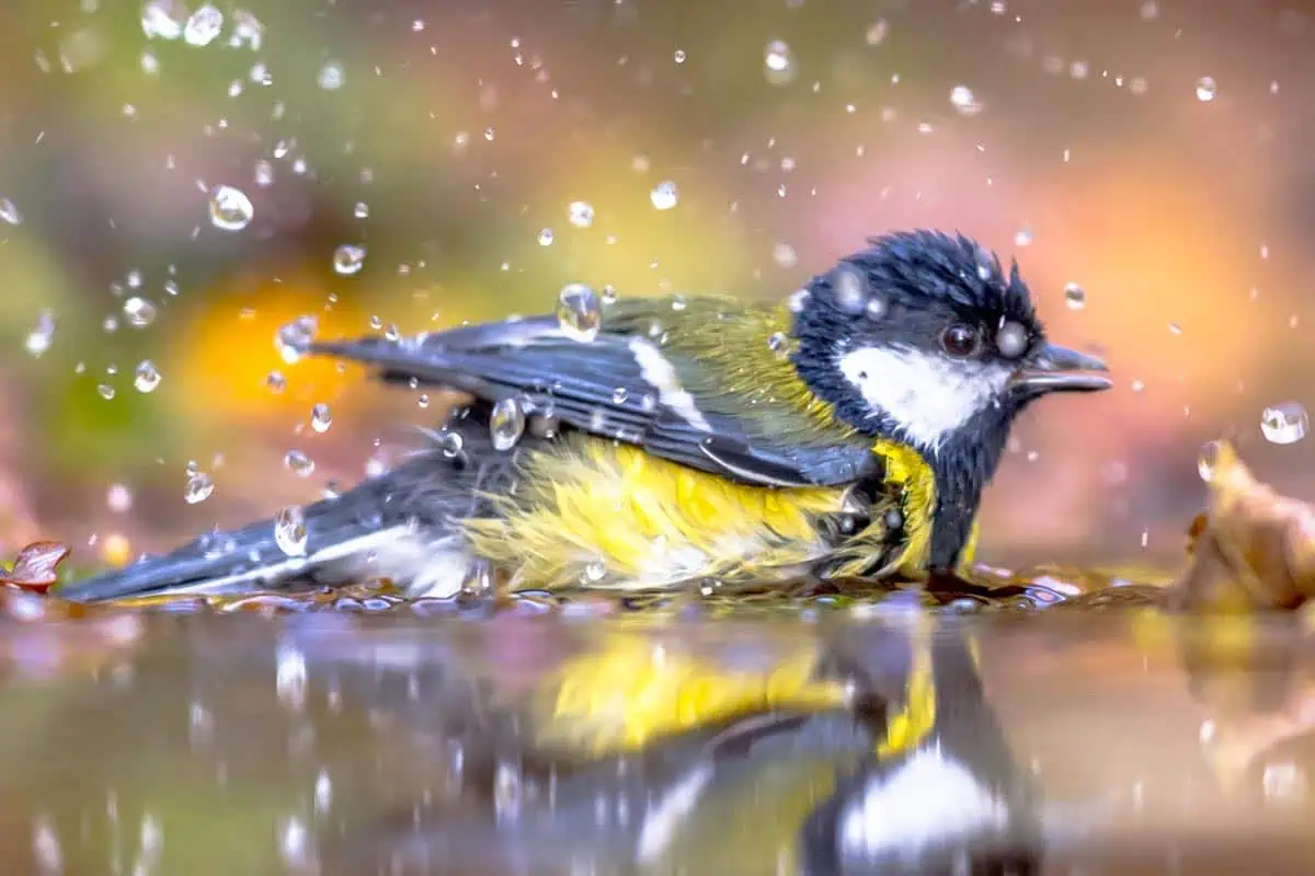 Oiseau se baigne pour nettoyer ses plumes
