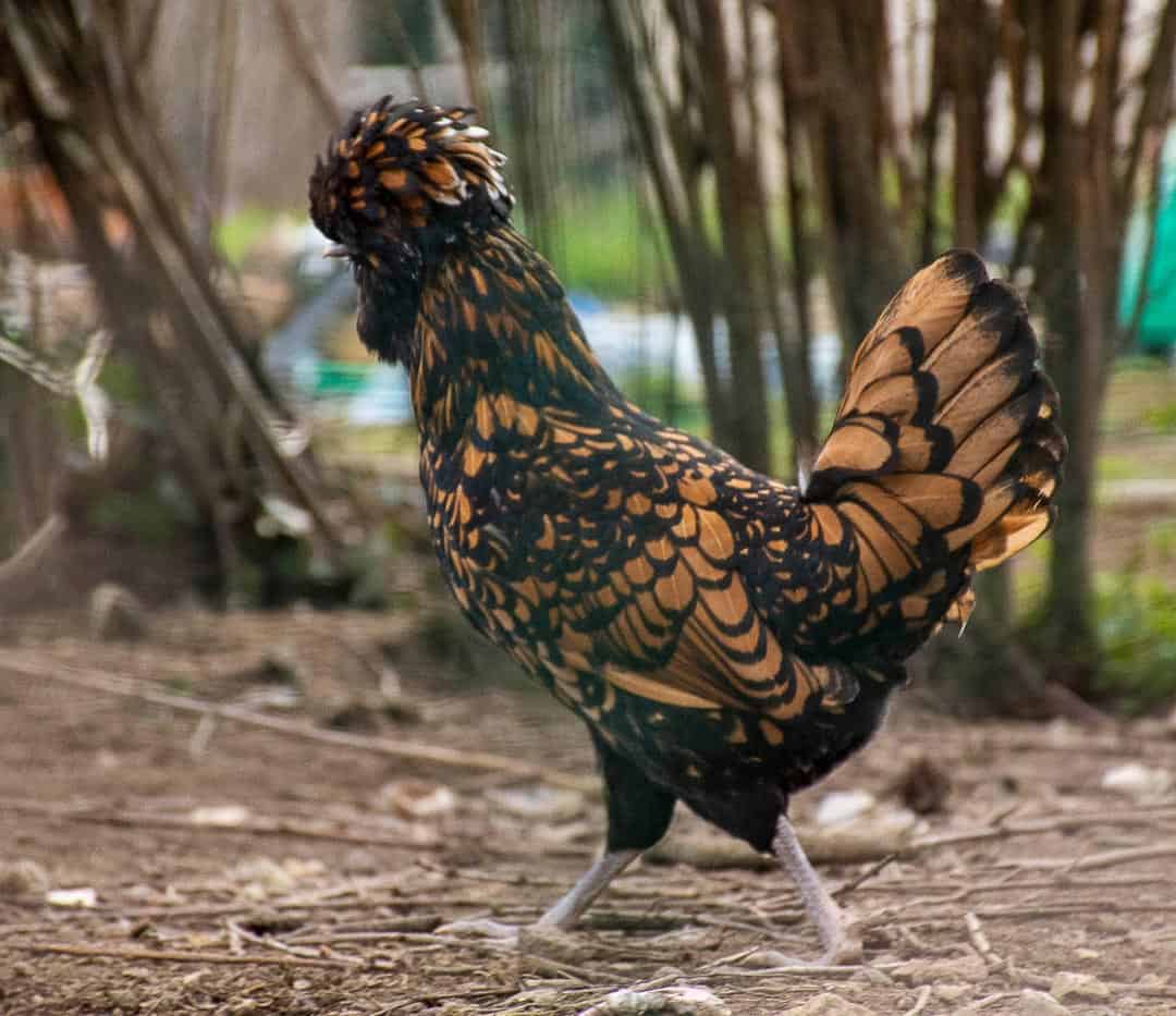 La Padoue l exquise cocotte qui s duit les leveurs de poules