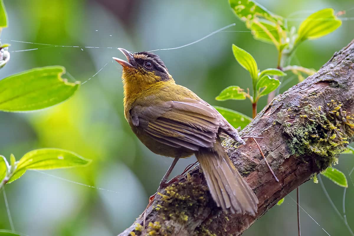 Pourquoi les oiseaux chantent si tôt le matin ?