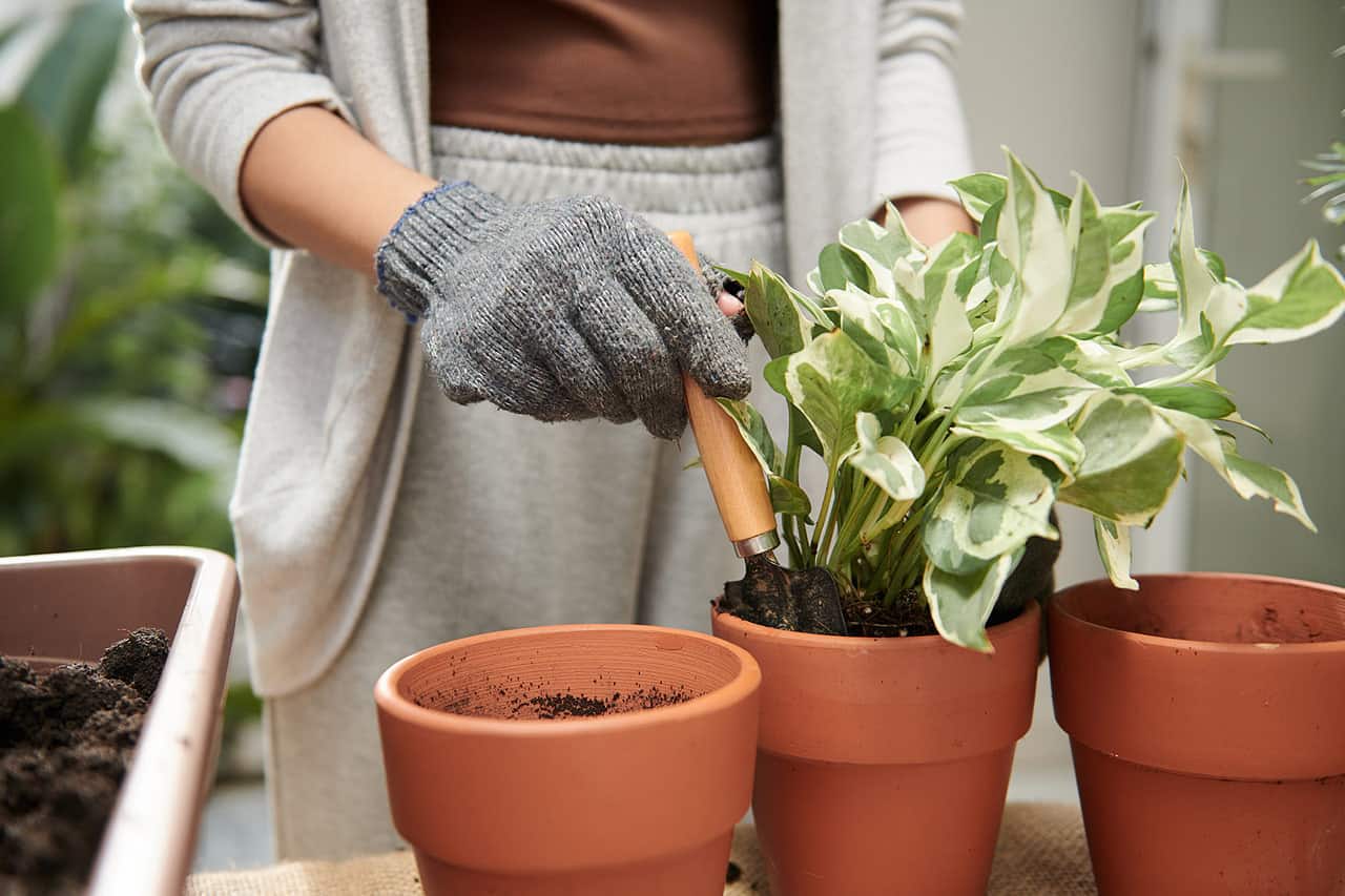 10 Plantes Dépolluantes Et Non Toxiques Pour Assainir Votre Intérieur 