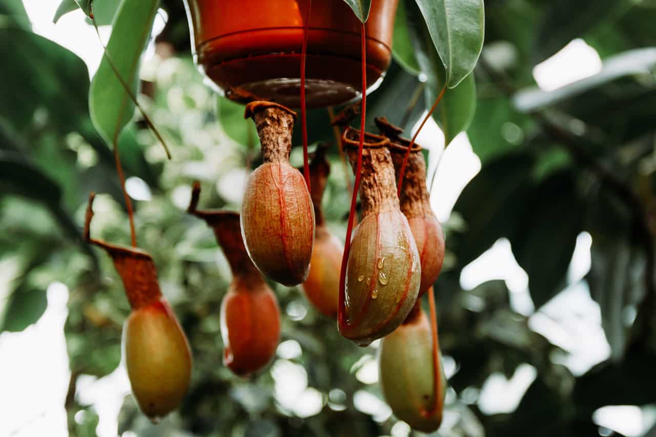 7 belles plantes anti-humidité qui combattent les moisissures et purifient  l'air de votre maison