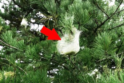 3 nuisibles à surveiller en hiver qui peuvent causer des dégâts au jardin