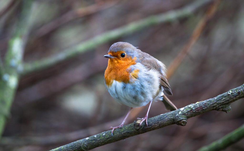 Pourquoi Les Oiseaux Chantent-ils à 5h Du Matin