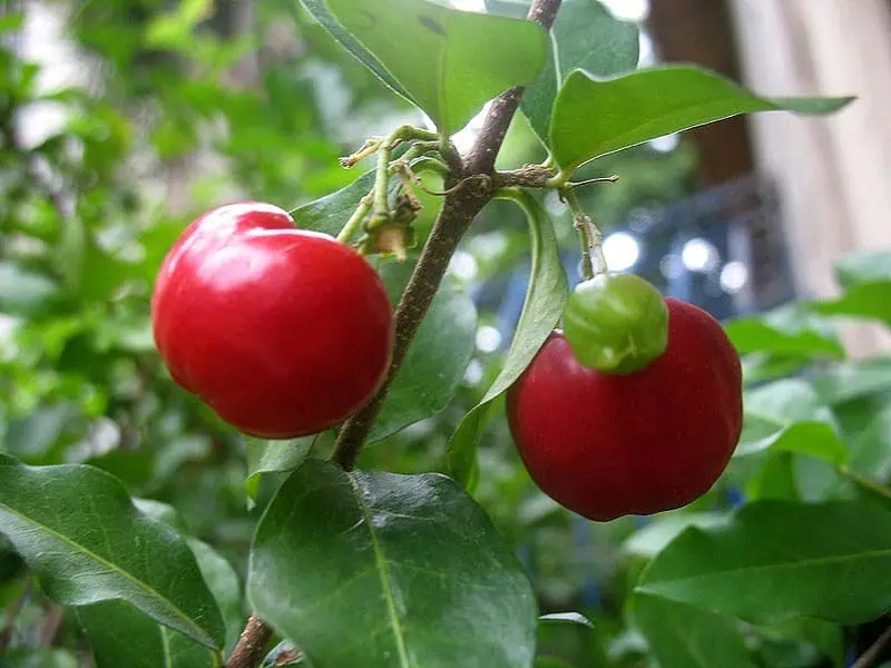 Acerola