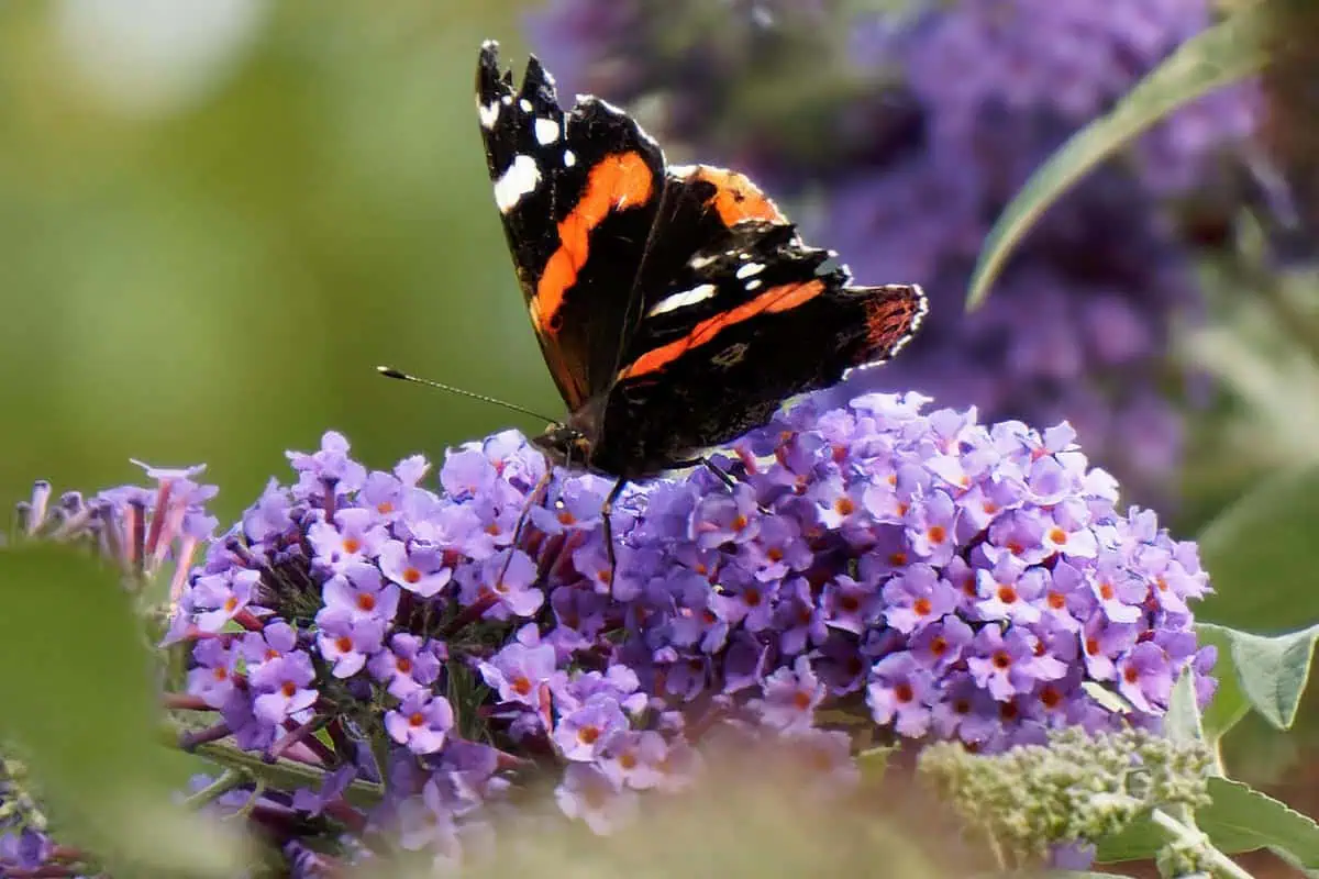 Papillon sur une grappe de fleurs