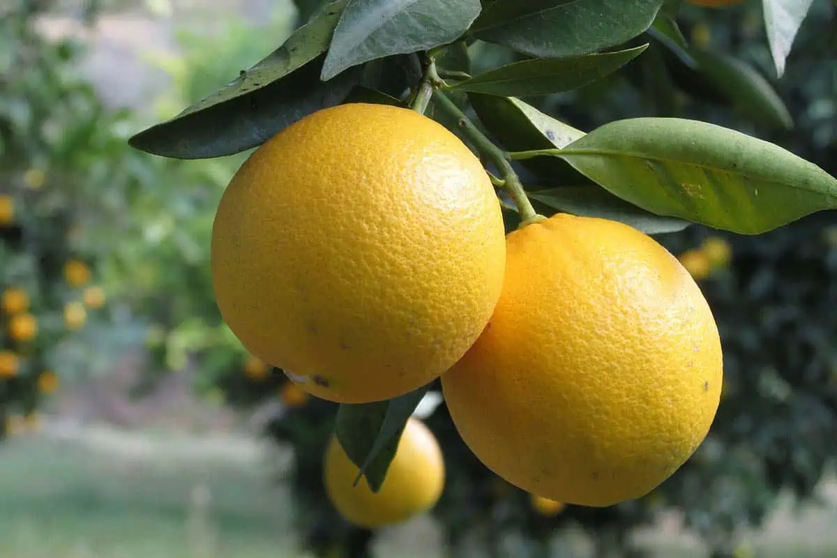 Citrons dans un citronnier.