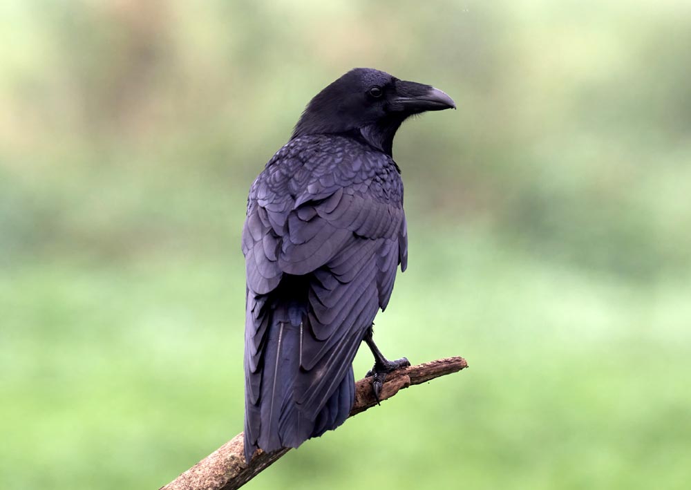 Corbeau dans le jardin