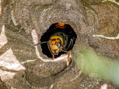 obligatoire de faire détruire un nid de frelon