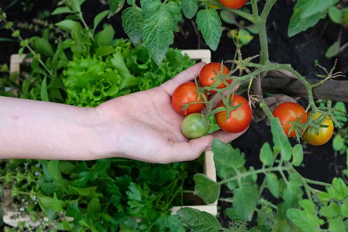 Récolte des tomates du jardin.