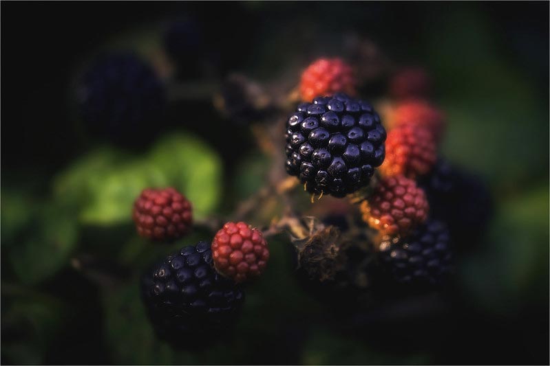 Rubus