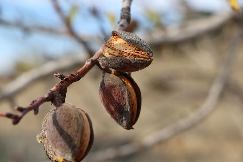 Amandes