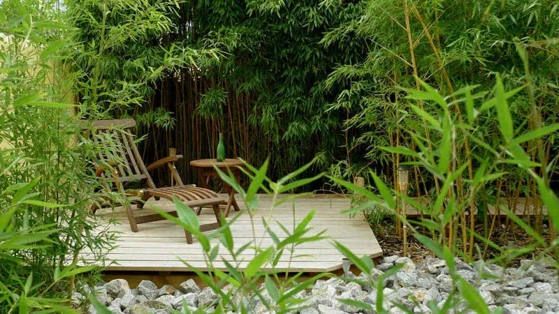 Bambous terrasse
