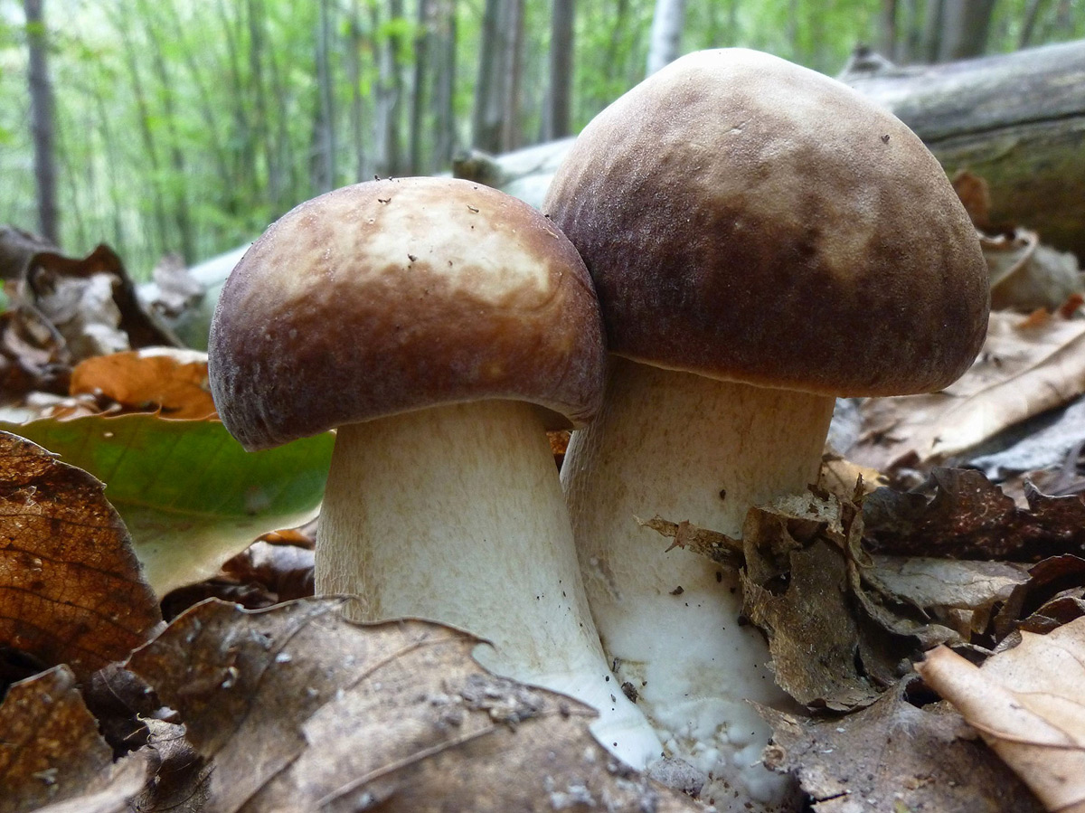 Boletus aestivalis