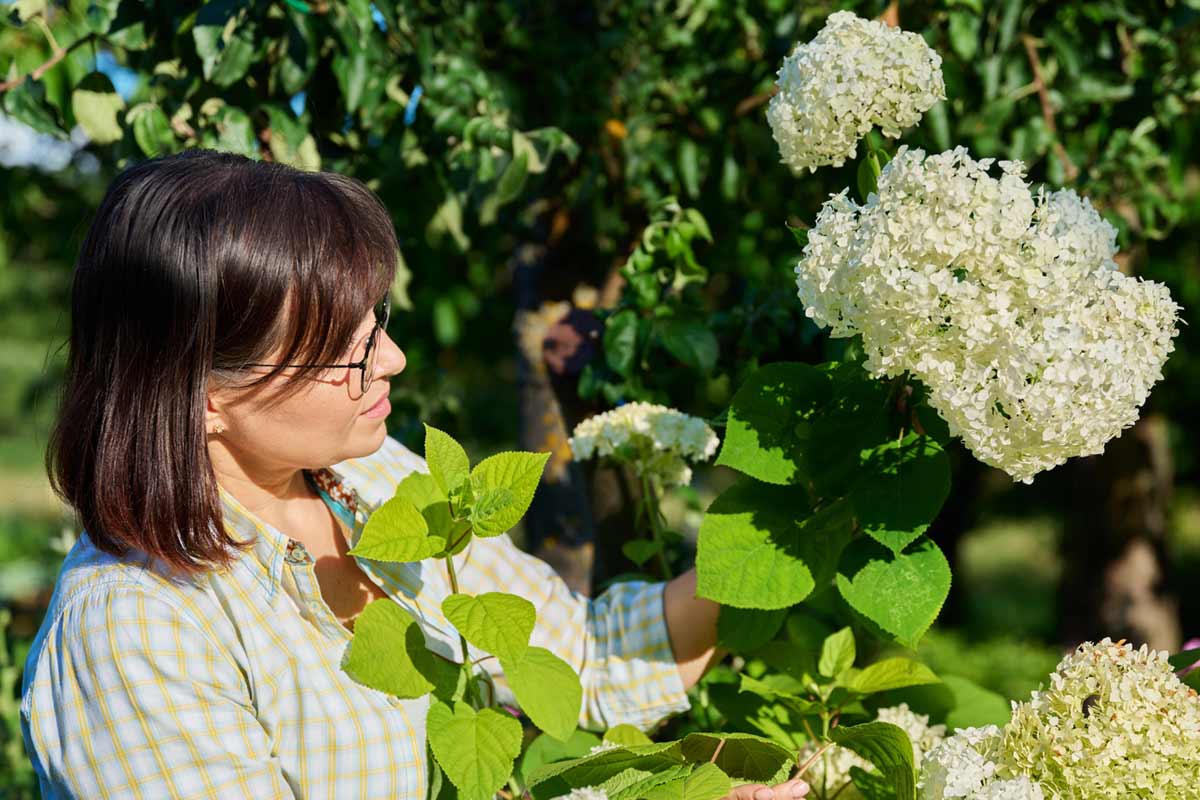 Entretien des hortensias du jardin.