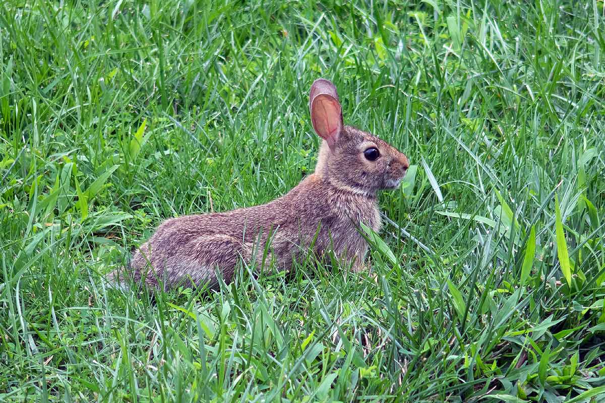 Lapin fait une intrusion dans le jardin.