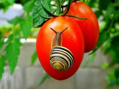 Protégez vos plants de tomates des escargots
