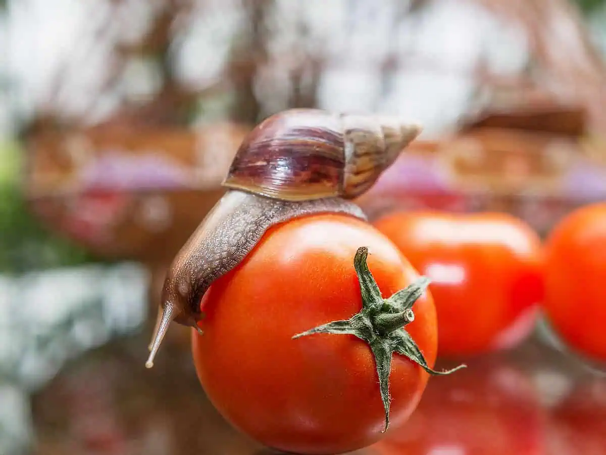 Escargot sur une tomate