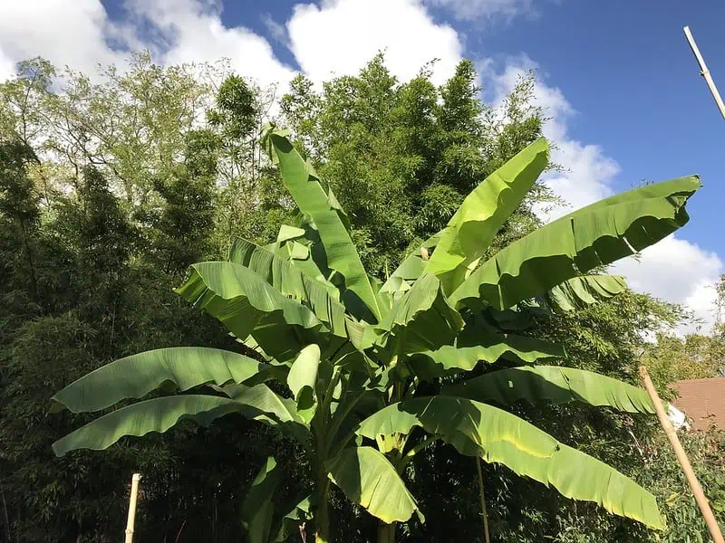 feuilles bananier du japon