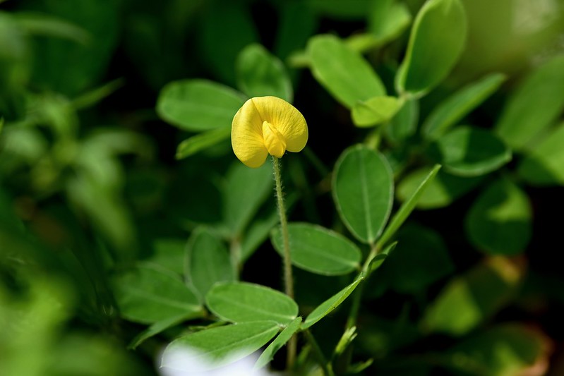 fleur