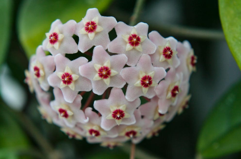 floraison hoya carnosa