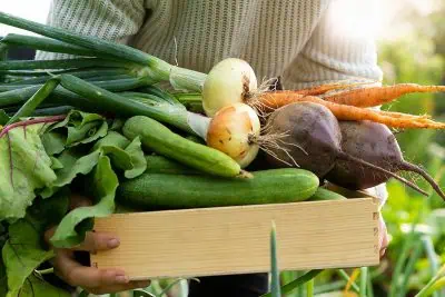 légumes inratables pour les débutants