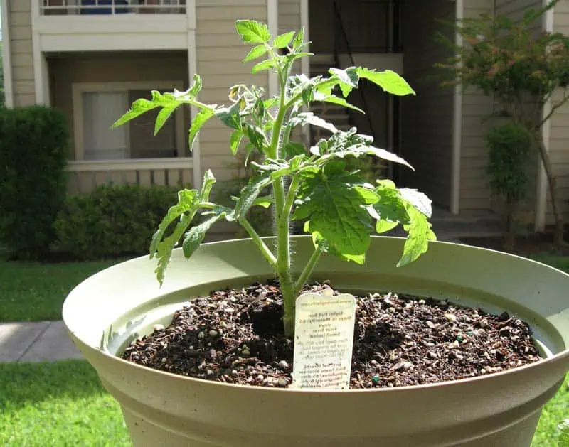 Plant de tomate cerise