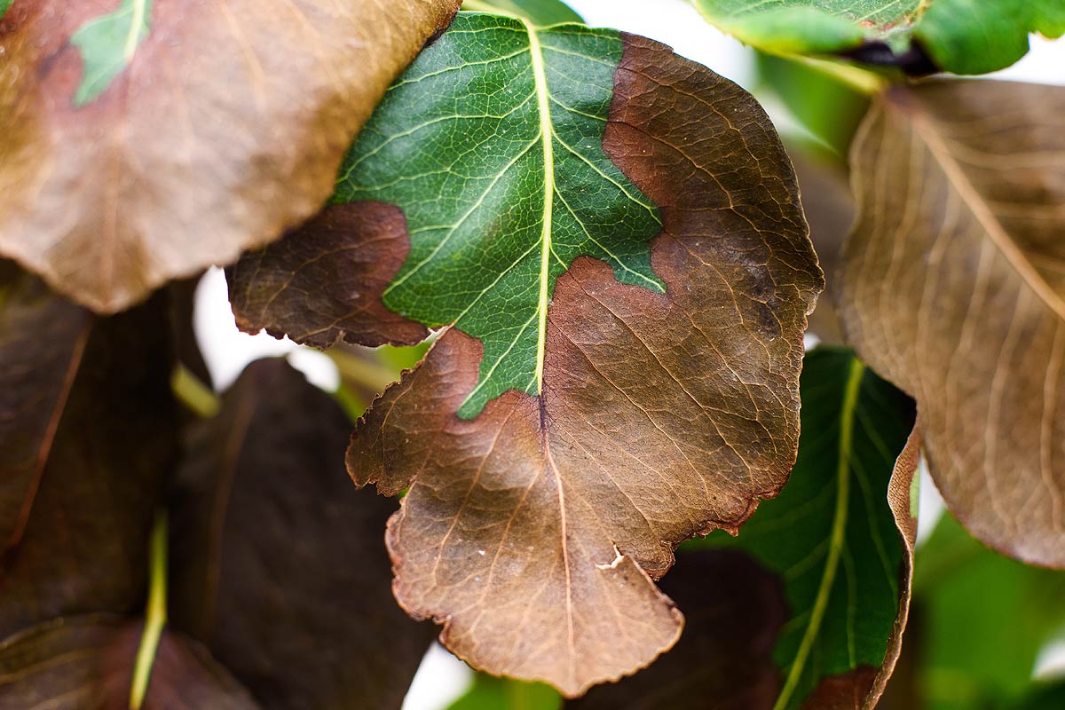 Plante impactée par les fortes températures.