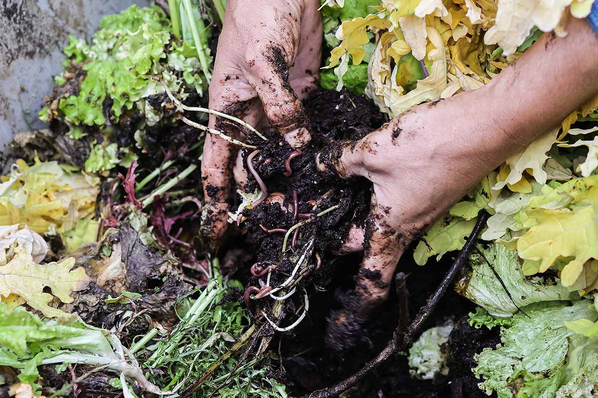 Compost pour le jardin potager.