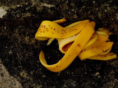 peau de banane au pied des tomates