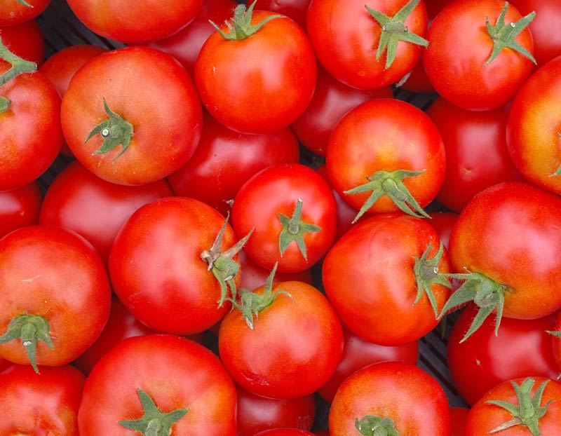 Récolte des tomates aux potager