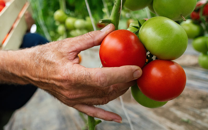 booster vos plants de tomate