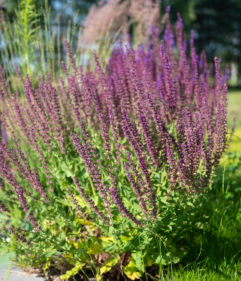 Bruyères dans le jardin.