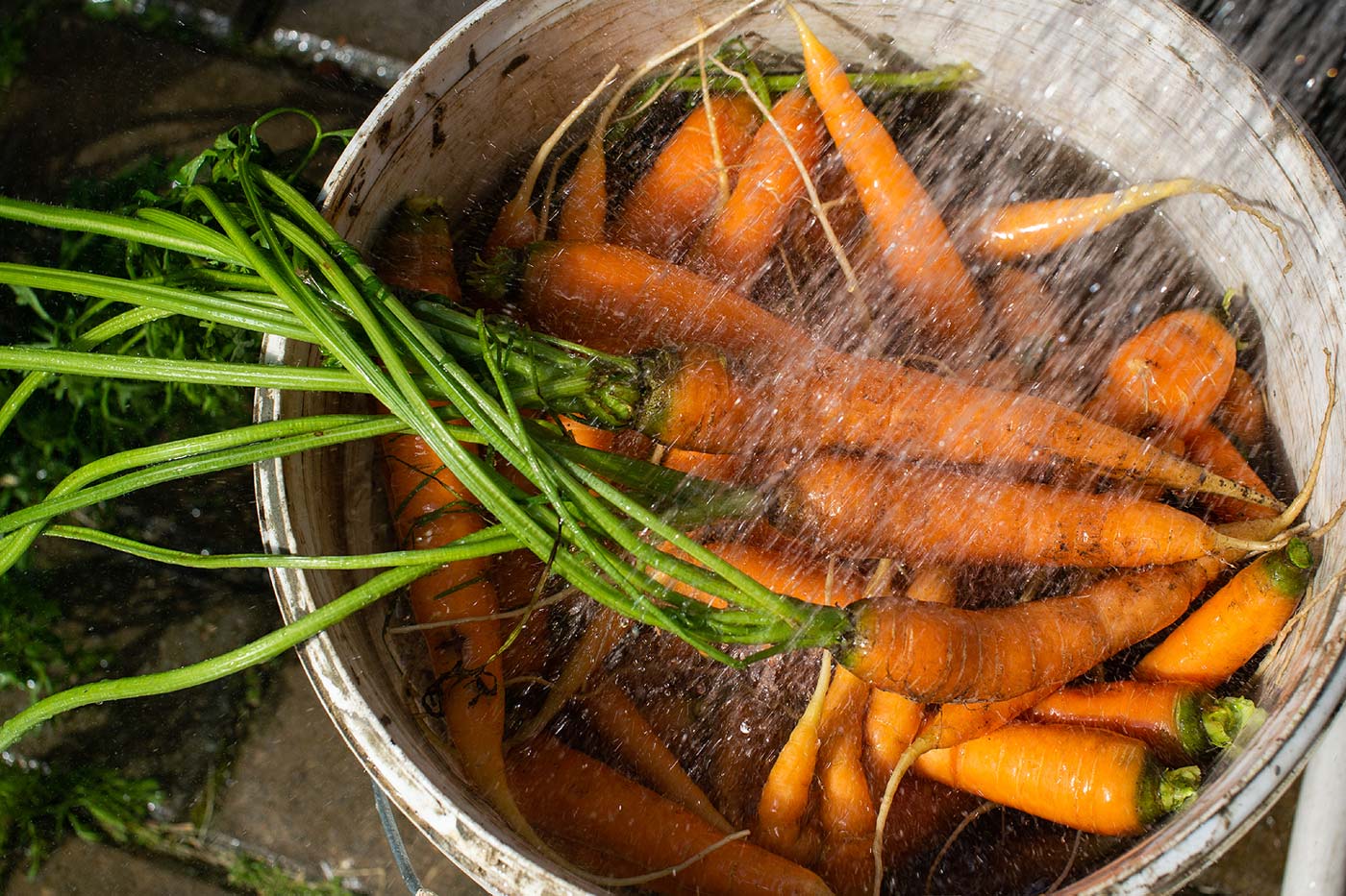 Rinçage des carottes fraichement récoltées.