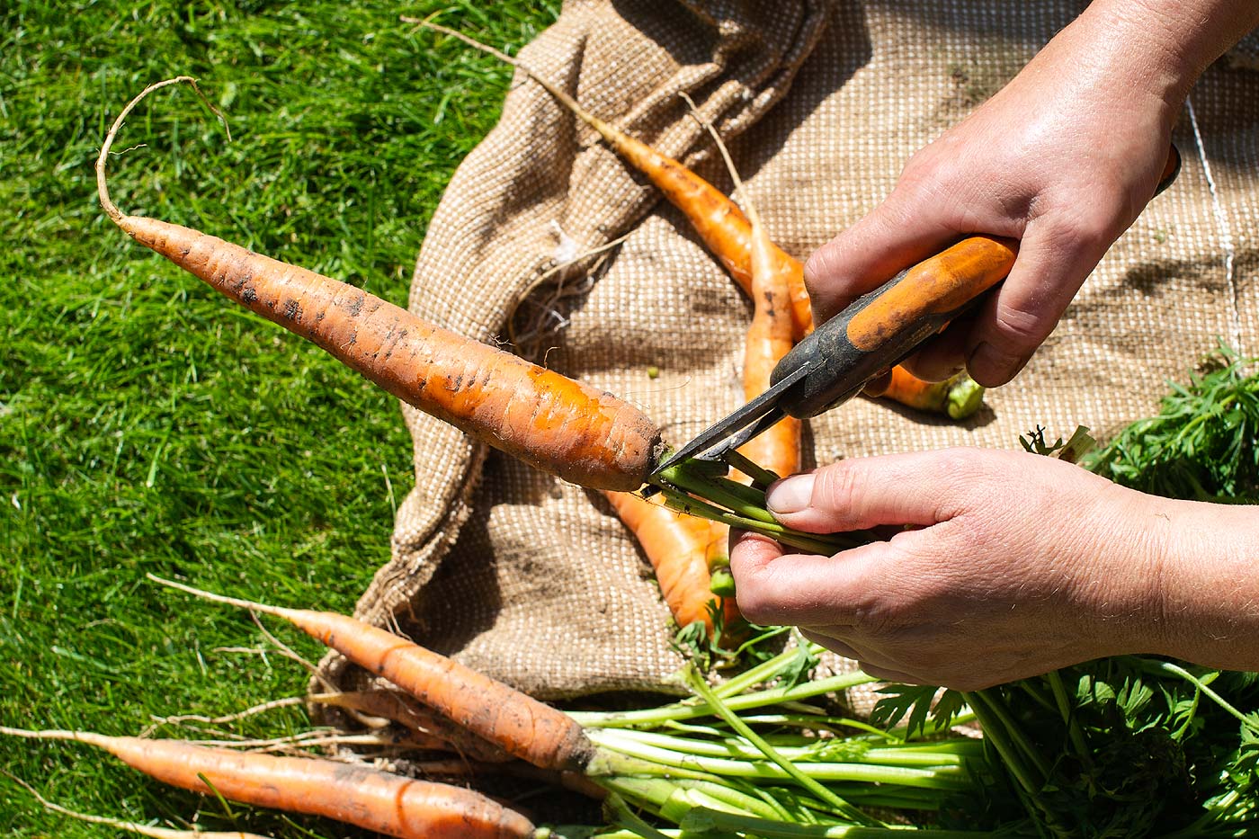 Récolte des carottes au potager.