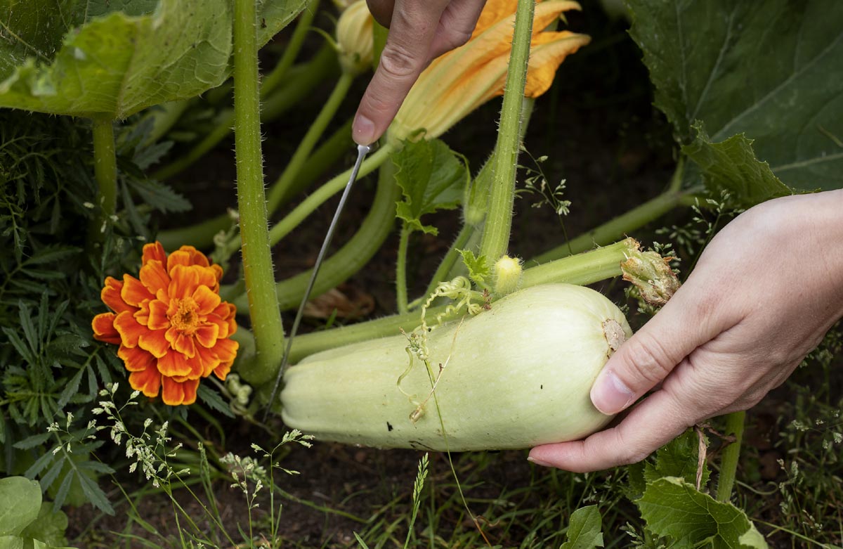 Tableau récapitulatif courgette