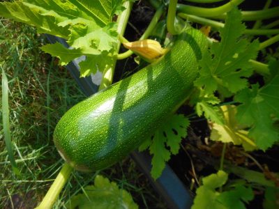 Taille des courgettes